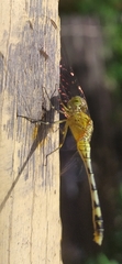 Diplacodes trivialis