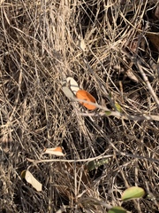 Croton gratissimus gratissimus