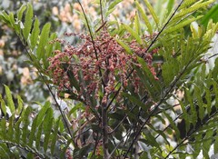 Cupaniopsis newmanii