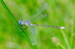Lestes stultus