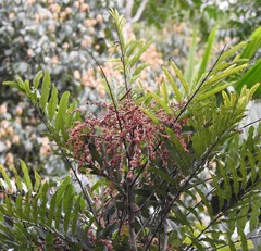 Cupaniopsis newmanii