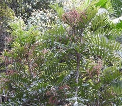 Cupaniopsis newmanii