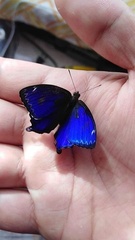 Ptychandra lorquinii