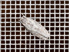 Phylomictis sarcinopa