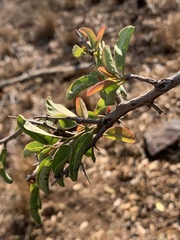 Ximenia americana microphylla