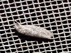 Phylomictis sarcinopa