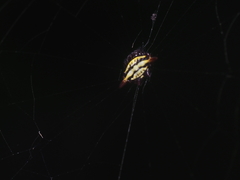 Gasteracantha diadesmia