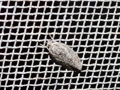 Phylomictis sarcinopa