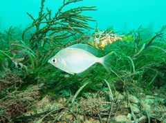 Parequula melbournensis