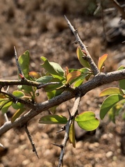 Ximenia americana microphylla