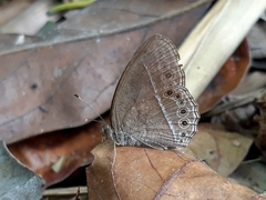 Mycalesis janardana