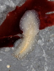 Pseudoceros canadensis