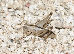 Ateloplus notatus