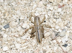 Ateloplus notatus