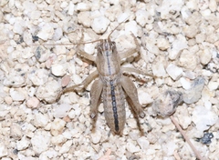 Ateloplus notatus