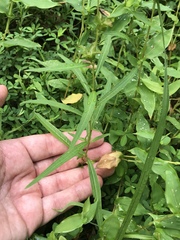 Ludwigia alternifolia