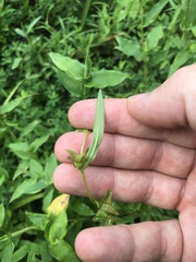Ludwigia alternifolia