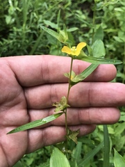 Ludwigia alternifolia