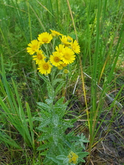 Jacobaea paludosa lanata