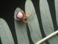 Bijoaraneus postilena