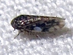 Xestocephalus lunatus