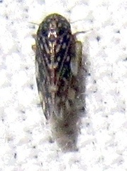 Xestocephalus lunatus