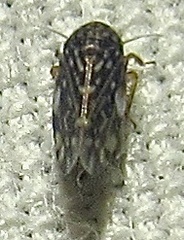 Xestocephalus lunatus