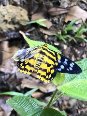 Dysphania subrepleta