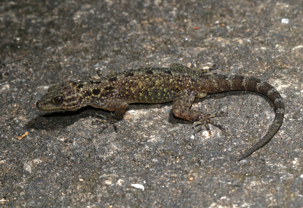 Chengodumala Rock Gecko