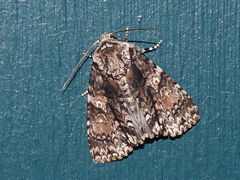 Turnerinycta phaeocosma