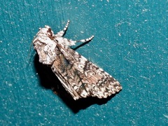 Turnerinycta phaeocosma