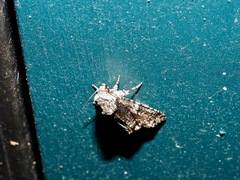 Turnerinycta phaeocosma