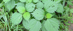 Urtica thunbergiana