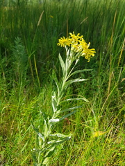 Jacobaea paludosa lanata
