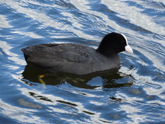 Fulica atra