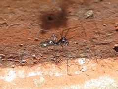 Microlinyphia sterilis