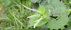Urtica thunbergiana