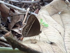 Mycalesis horsfieldi