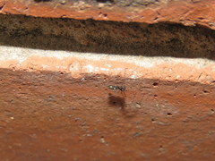 Microlinyphia sterilis