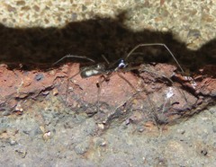 Microlinyphia sterilis