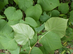 Tilia cordata