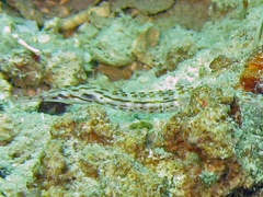 Corythoichthys ocellatus