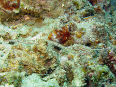 Corythoichthys ocellatus