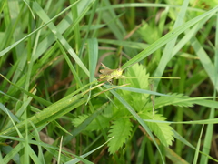 Pseudochorthippus parallelus