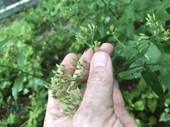 Eupatorium album