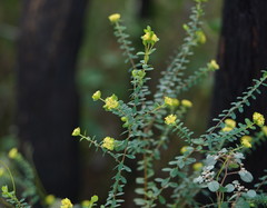 Pimelea flava flava