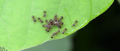 Pristomyrmex punctatus