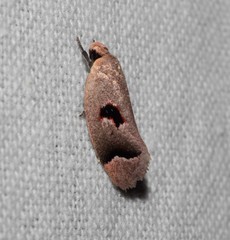 Acanthodela erythrosema