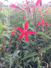 Silene regia