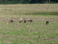 Alopochen aegyptiaca